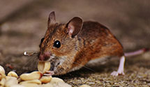 24 Hour & Emergency Exterminators in Acme, NC